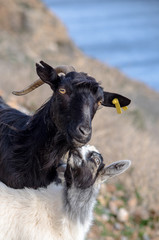 Obraz premium Cretan goat with horns and her baby, Crete, Greece