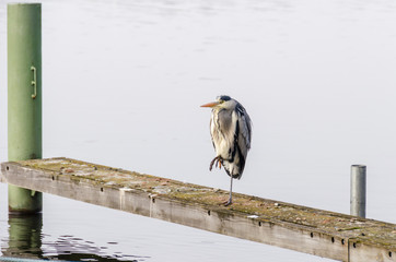 Grey heron freezing