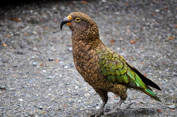 Kea bird on road in New Zealand