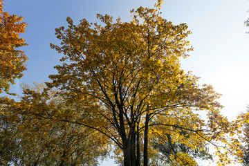 trees in autumn season