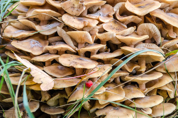 Honey fungus clump