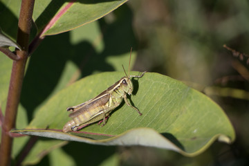 Dew covered grasshopper