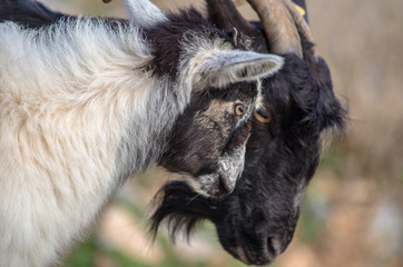 Cretan goat with horns and her baby, Crete, Greece