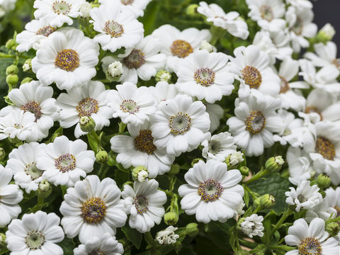 pericallis fiori bianchi