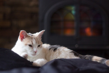 Calico Cat next to Fireplace
