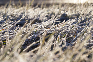 green grass in the frost