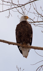 Proud Eagle