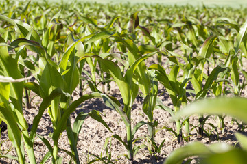 Field of green corn