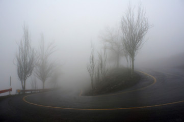 Trees and road in thick fog