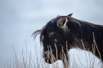 Cretan goat with horns, Crete, Greece