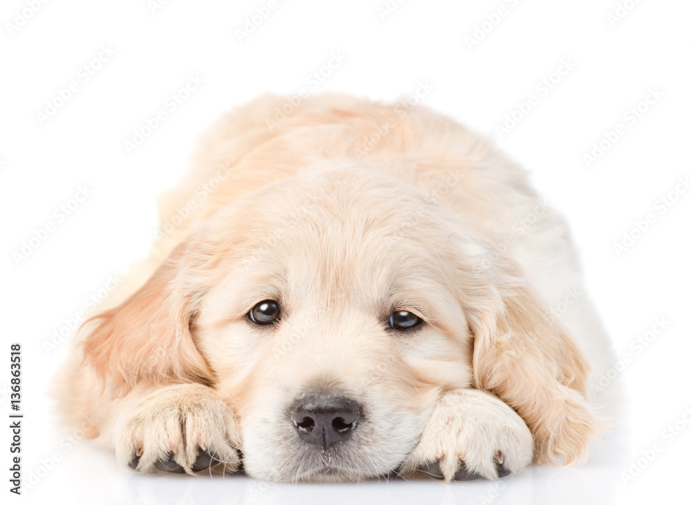 Poster puppy put head between his paws. isolated on white background