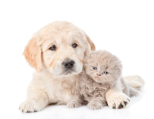 Golden retriever puppy hugging a small kitten. isolated on white