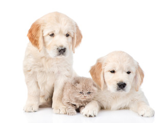 Tiny kitten lies between two golden retriever puppies. isolated on white