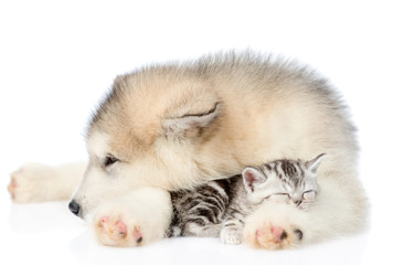 Obraz premium Puppy hugs sleepy kitten. isolated on white background