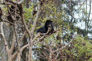 Bear on Tree