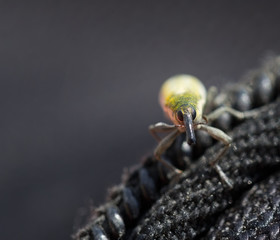 Weevil Beetle closeup