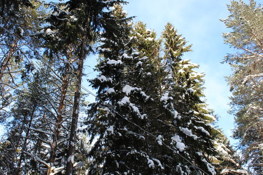 Trees against sky