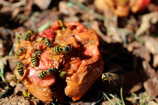 Yellow Jacket Flying Towards an Apple Already Covered in Wasps