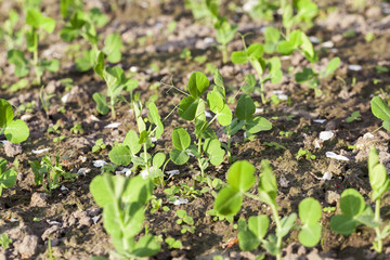 young green peas