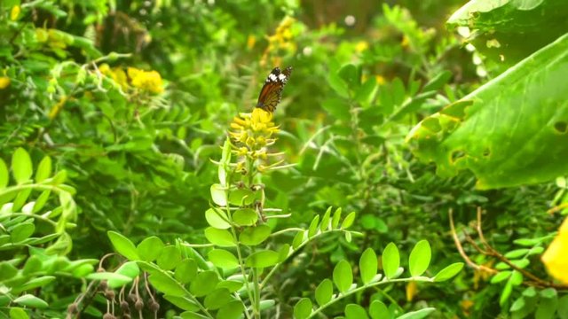 Monarch butterfly flight
