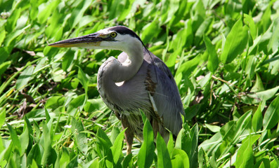 Fototapeta premium Great Blue Heron in a Florida Lake