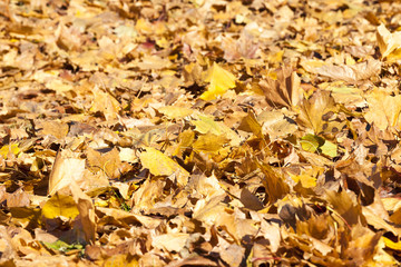 The fallen maple leaves