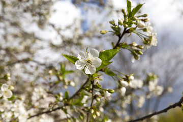 White cherry flowers