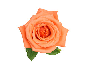 Beautiful Peach rose isolated on white background
