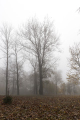 Fototapeta premium Fog in autumn season