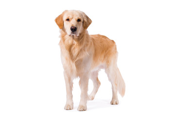 Golden Retriever adult standing serious  isolated on white