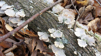 Twig & fungus