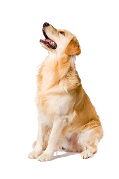Golden Retriever adult sitting looking up side view isolated