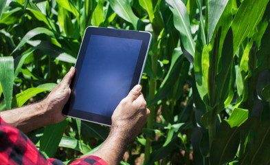 Farmer using digital tablet computer, cultivated corn plantation in background. Modern technology application in agricultural growing activity concept Image.