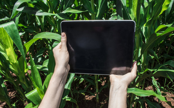 Farmer using digital tablet computer, cultivated corn plantation in background. Modern technology application in agricultural growing activity concept Image.