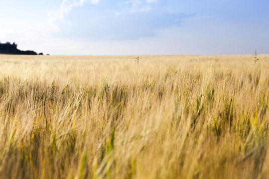 field with mature rye