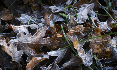 Frosted oak leaves in winter close up