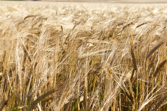 wheat farming field