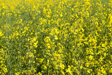 yellow flower rape