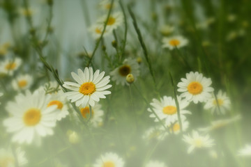 Fototapeta premium Daisy flower - wild chamomile