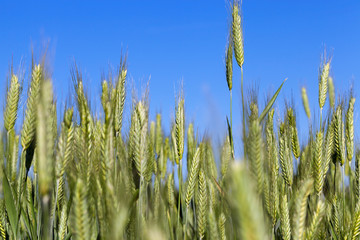 Obraz premium Field with cereal