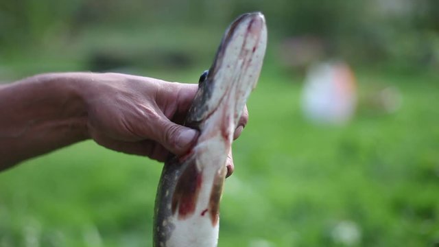 Man takes pickerel fish from the ground