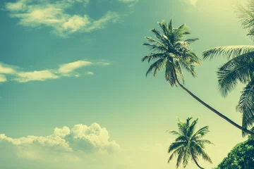 Crédence de cuisine en verre imprimé Arbres Palm tree at blue sky with clouds at daytime