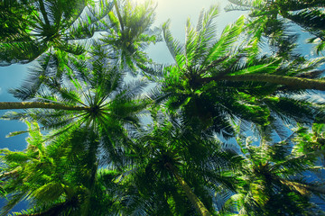 Obraz premium Palm tree at blue sky with clouds at daytime