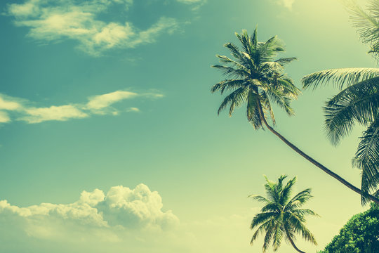 Palm tree at blue sky with clouds at daytime