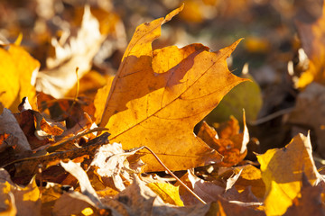 The fallen maple leaves