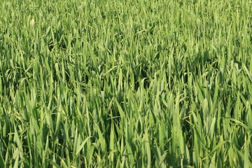 Jeunes pousses de bl&eacute;