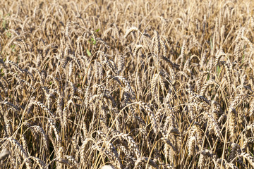 field with rye
