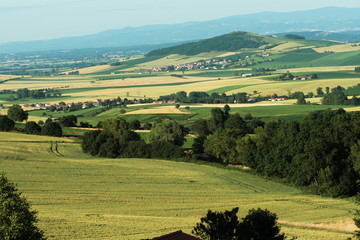 Champ de blé en Auvergne, France © arenysam