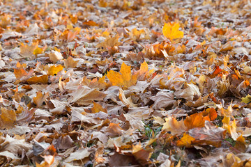 fallen leaves of a maple