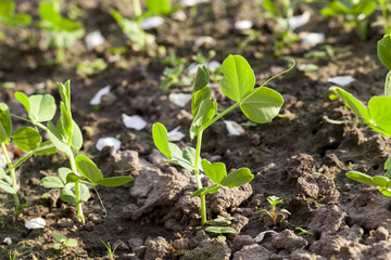 young green peas